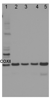 western blot detection using anti-COXII antibody